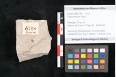 Foto (Objekt + Etikett) von Chara meriani Braun (NHMW-GEO-2024-0188-6718)